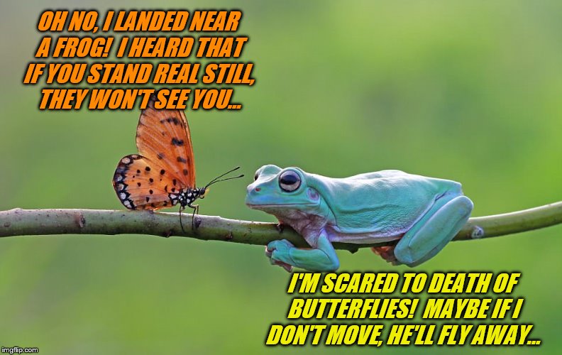Fight nor Flight (Frog Week June 4-10, a JBmemegeek & giveuahint event!) | OH NO, I LANDED NEAR A FROG!  I HEARD THAT IF YOU STAND REAL STILL, THEY WON'T SEE YOU... I'M SCARED TO DEATH OF BUTTERFLIES!  MAYBE IF I DON'T MOVE, HE'LL FLY AWAY... | image tagged in memes,frog week,jbmemegeek,giveuahint,butterflies,fight or flight | made w/ Imgflip meme maker