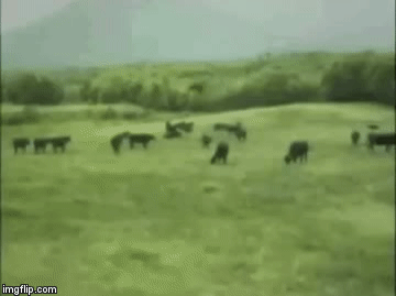 On the way to the beach | image tagged in gifs,ocean,cow,cult | made w/ Imgflip video-to-gif maker