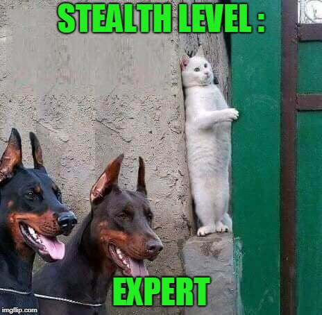 Realease The Hounds | STEALTH LEVEL :; EXPERT | image tagged in cat dobermans undetectable expert funny meme | made w/ Imgflip meme maker