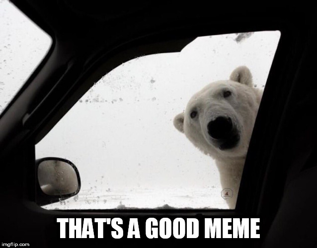 polar bear at car window | THAT'S A GOOD MEME | image tagged in polar bear at car window | made w/ Imgflip meme maker
