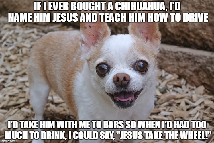 Jesus take the wheel | IF I EVER BOUGHT A CHIHUAHUA, I'D NAME HIM JESUS AND TEACH HIM HOW TO DRIVE; I'D TAKE HIM WITH ME TO BARS SO WHEN I'D HAD TOO MUCH TO DRINK, I COULD SAY, "JESUS TAKE THE WHEEL!" | image tagged in chihuahua,jesus take the wheel,drunk driving,religion,drinking,tequila | made w/ Imgflip meme maker