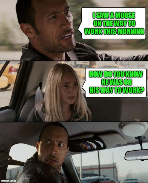 Meanwhile In Canada... | I SAW A MOOSE ON THE WAY TO WORK THIS MORNING; HOW DO YOU KNOW HE WAS ON HIS WAY TO WORK? | image tagged in the rock driving,moose,girl,funny meme | made w/ Imgflip meme maker