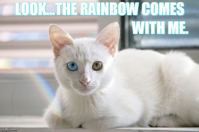 A Happy Thought | LOOK...THE RAINBOW COMES; WITH ME. | image tagged in memes,cute cat,rainbow,comes with,me,happy days | made w/ Imgflip meme maker