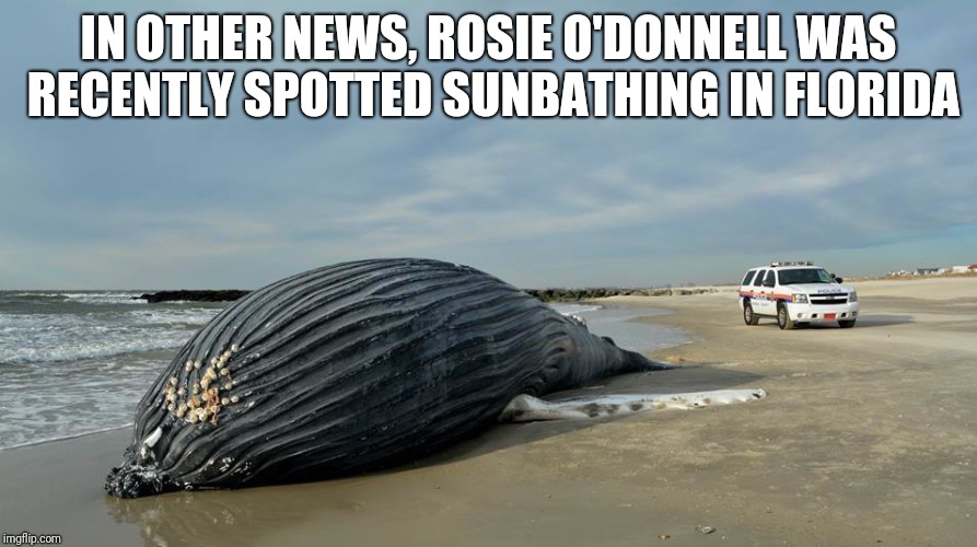 IN OTHER NEWS, ROSIE O'DONNELL WAS RECENTLY SPOTTED SUNBATHING IN FLORIDA | image tagged in rosie o'donnell | made w/ Imgflip meme maker