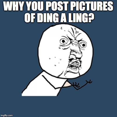 Y U No Meme | WHY YOU POST PICTURES OF DING A LING? | image tagged in memes,y u no | made w/ Imgflip meme maker