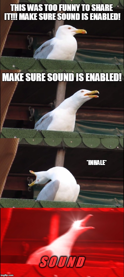 raydog have you defied time and space | THIS WAS TOO FUNNY TO SHARE IT!!! MAKE SURE SOUND IS ENABLED! MAKE SURE SOUND IS ENABLED! *INHALE* S O U N D | image tagged in memes,inhaling seagull,funny,sound,imgflip pro,raydog | made w/ Imgflip meme maker