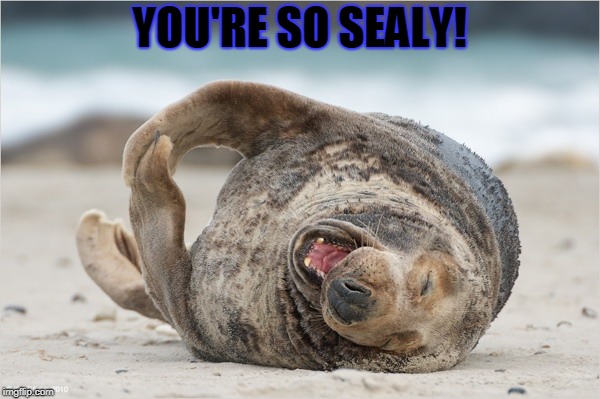 laughing | YOU'RE SO SEALY! | image tagged in laughing | made w/ Imgflip meme maker
