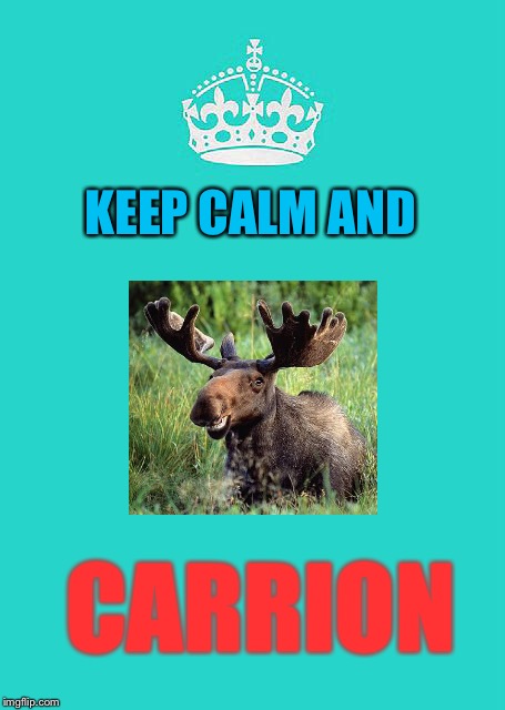 Keep calm and carry on | KEEP CALM AND; CARRION | image tagged in memes,keep calm and carry on aqua | made w/ Imgflip meme maker