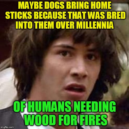 Conspiracy Keanu | MAYBE DOGS BRING HOME STICKS BECAUSE THAT WAS BRED INTO THEM OVER MILLENNIA; OF HUMANS NEEDING WOOD FOR FIRES | image tagged in memes,conspiracy keanu,dogs,wood,fires,home | made w/ Imgflip meme maker