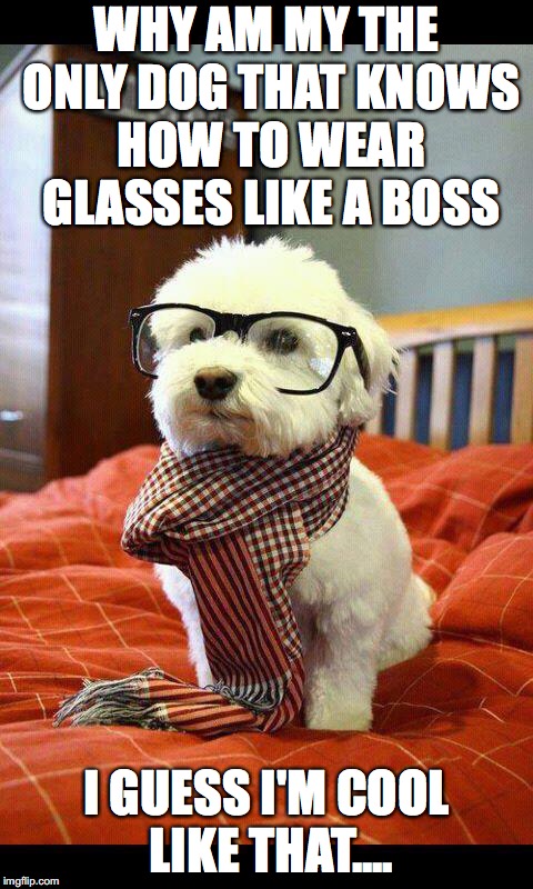 Intelligent Dog | WHY AM MY THE ONLY DOG THAT KNOWS HOW TO WEAR GLASSES LIKE A BOSS; I GUESS I'M COOL LIKE THAT.... | image tagged in memes,intelligent dog | made w/ Imgflip meme maker