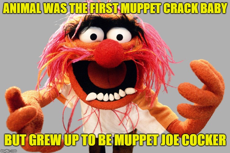 animal muppets | ANIMAL WAS THE FIRST MUPPET CRACK BABY; BUT GREW UP TO BE MUPPET JOE COCKER | image tagged in animal muppets | made w/ Imgflip meme maker