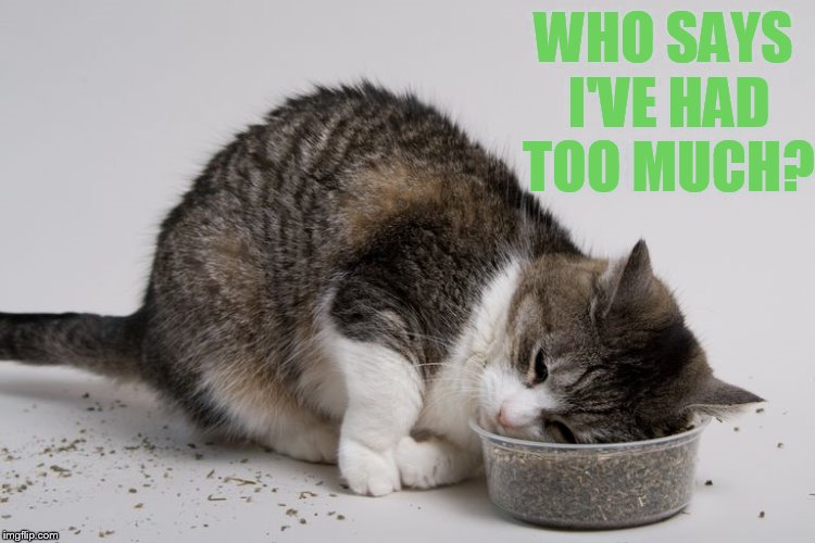 Ah, Stoned Again | WHO SAYS I'VE HAD TOO MUCH? | image tagged in memes,cat,stoned,catnip,head | made w/ Imgflip meme maker
