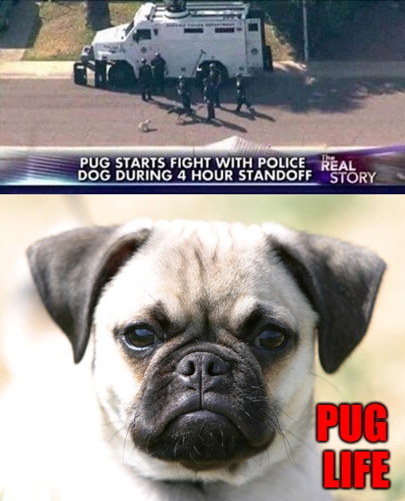 Pug life is thug life... | PUG LIFE | image tagged in pug life,memes,dogs,funny,thug life,animals | made w/ Imgflip meme maker