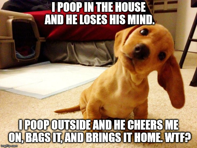 How to confuse a puppy. | I POOP IN THE HOUSE AND HE LOSES HIS MIND. I POOP OUTSIDE AND HE CHEERS ME ON, BAGS IT, AND BRINGS IT HOME. WTF? | image tagged in memes,puppy | made w/ Imgflip meme maker