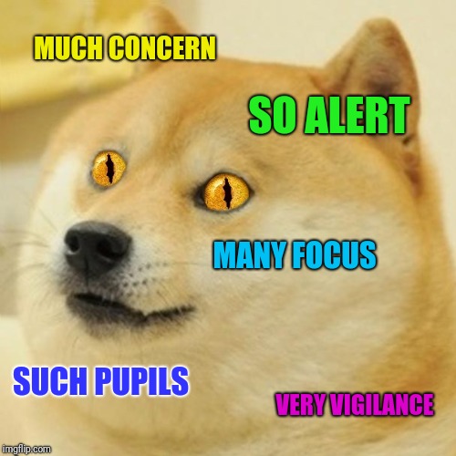 MUCH CONCERN; SO ALERT; MANY FOCUS; SUCH PUPILS; VERY VIGILANCE | made w/ Imgflip meme maker