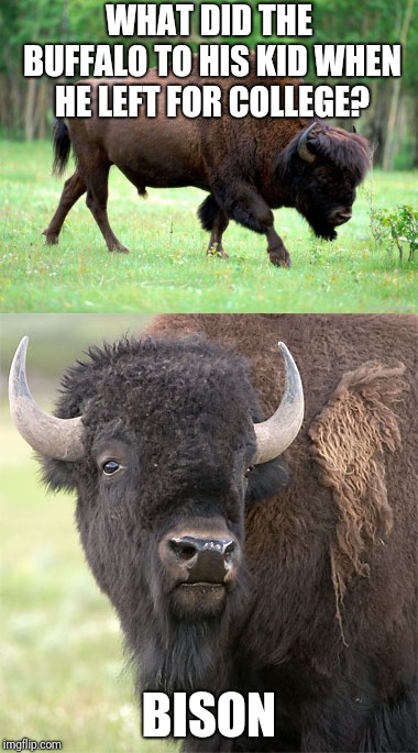 WHAT DID THE BUFFALO TO HIS KID WHEN HE LEFT FOR COLLEGE? BISON | made w/ Imgflip meme maker