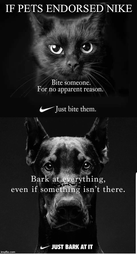 The difference between cats and dogs | IF PETS ENDORSED NIKE | image tagged in cat memes,dog memes,believe in something,nike,funny memes | made w/ Imgflip meme maker