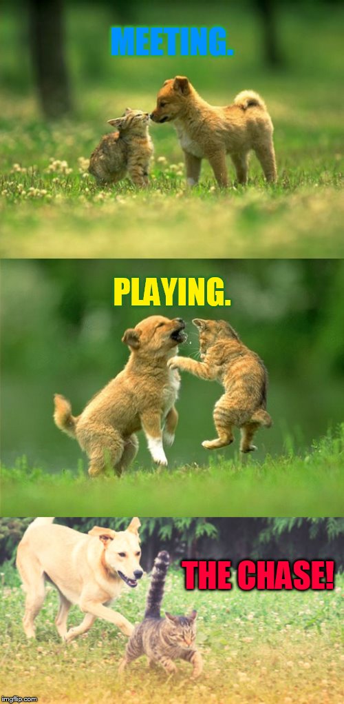 A Play Date | MEETING. PLAYING. THE CHASE! | image tagged in memes,kitten,puppy,meet,play,chase | made w/ Imgflip meme maker
