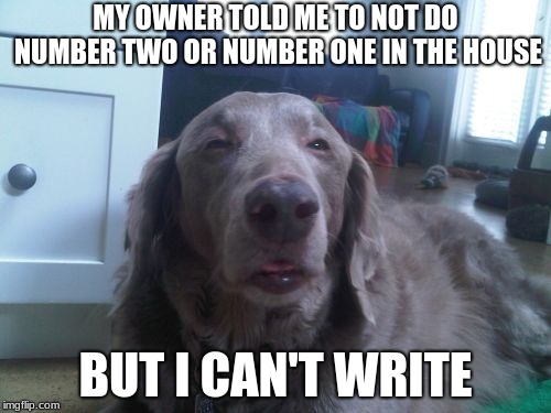 High Dog | MY OWNER TOLD ME TO NOT DO NUMBER TWO OR NUMBER ONE IN THE HOUSE; BUT I CAN'T WRITE | image tagged in memes,high dog | made w/ Imgflip meme maker