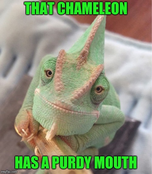 THAT CHAMELEON HAS A PURDY MOUTH | made w/ Imgflip meme maker