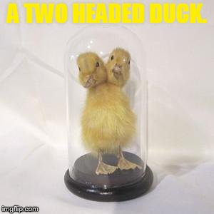 I Wonder Who Would Pick This As Their Halloween Costume | A TWO HEADED DUCK. | image tagged in memes,creepy,two,head,duck,halloween | made w/ Imgflip meme maker