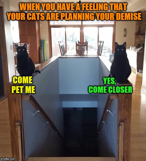 Did I forget to buy the right type of cat food? | WHEN YOU HAVE A FEELING THAT YOUR CATS ARE PLANNING YOUR DEMISE; YES, COME CLOSER; COME PET ME | image tagged in memes,cats,evil,staircase,plotting your death | made w/ Imgflip meme maker