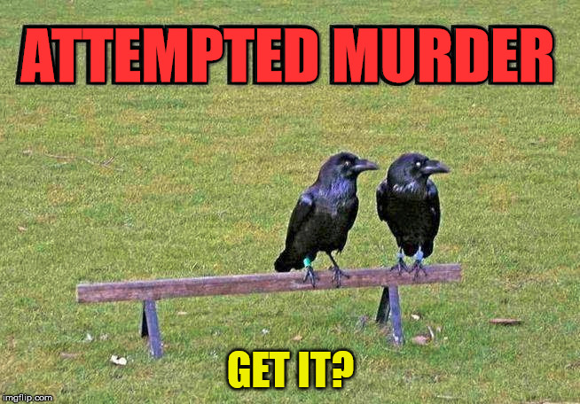 Crows in a group of three or more is called a MURDER. | ATTEMPTED MURDER; GET IT? | image tagged in memes,crow,murder,play on words,funny,double meaning | made w/ Imgflip meme maker