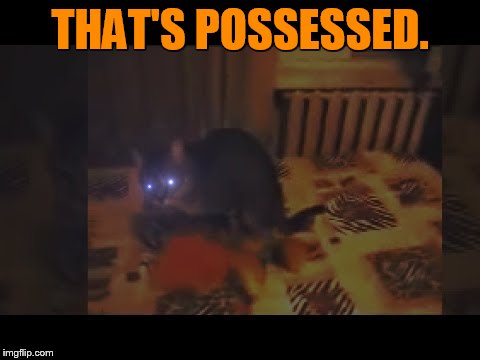 Is Anyone Looking For A Cat | THAT'S POSSESSED. | image tagged in memes,someone,looking,possessed,cat,halloween | made w/ Imgflip meme maker