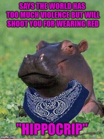 I hope no Bloodhounds show up!!! | SAYS THE WORLD HAS TOO MUCH VIOLENCE BUT WILL SHOOT YOU FOR WEARING RED; "HIPPOCRIP" | image tagged in hippocrip,memes,hippopotamus,funy,animals,gangs | made w/ Imgflip meme maker