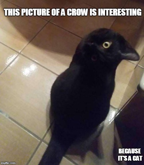 CRAT? | THIS PICTURE OF A CROW IS INTERESTING; BECAUSE IT'S A CAT | image tagged in crow | made w/ Imgflip meme maker