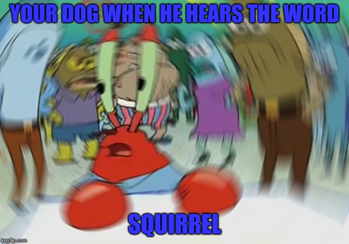 Mr Krabs Blur Meme | YOUR DOG WHEN HE HEARS THE WORD; SQUIRREL | image tagged in memes,mr krabs blur meme,dog,squirrel,funny,dankmemes | made w/ Imgflip meme maker