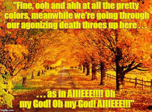 so who's gonna pay for all the tiny headstones? | "Fine, ooh and ahh at all the pretty colors, meanwhile we're going through our agonizing death throes up here . . . . . . as in AIIIEEE!!!! Oh my God! Oh my God! AIIIEEE!!!" | image tagged in fall leaves,autumn,autumn leaves,memes,death | made w/ Imgflip meme maker