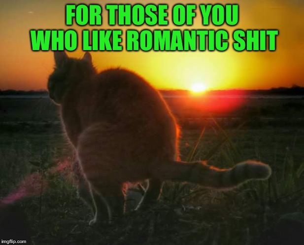 You’re welcome ~Inspired by Ricky_out_loud | FOR THOSE OF YOU WHO LIKE ROMANTIC SHIT | image tagged in cat pooping and sunset,memes,romantic,sunset,cats,funny | made w/ Imgflip meme maker