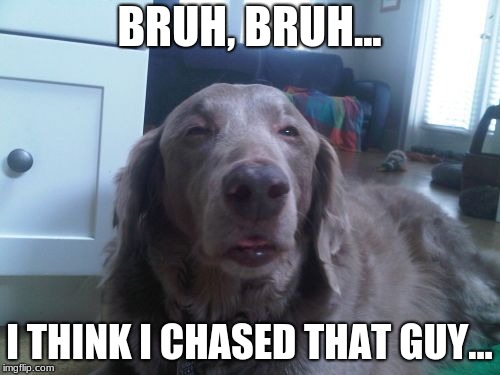 High Dog | BRUH, BRUH... I THINK I CHASED THAT GUY... | image tagged in memes,high dog | made w/ Imgflip meme maker