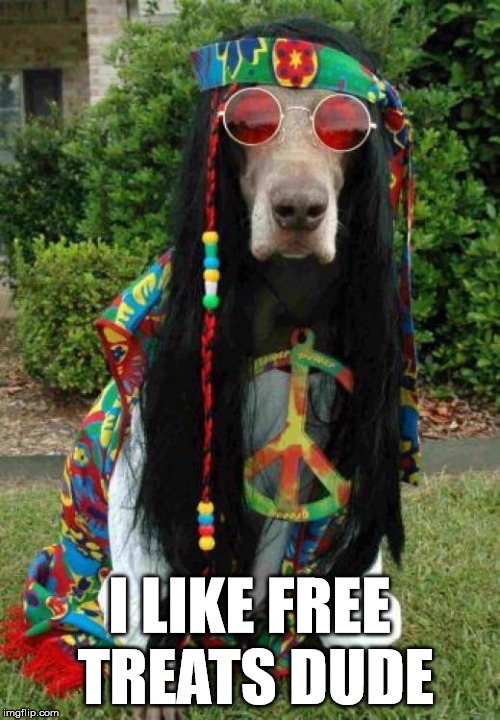 They always beg | I LIKE FREE TREATS DUDE | image tagged in hippie dog,dog,hippie | made w/ Imgflip meme maker