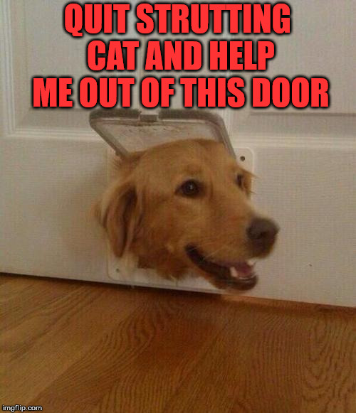 Cat's are jerks | QUIT STRUTTING CAT AND HELP ME OUT OF THIS DOOR | image tagged in dog door,dogs,funny | made w/ Imgflip meme maker