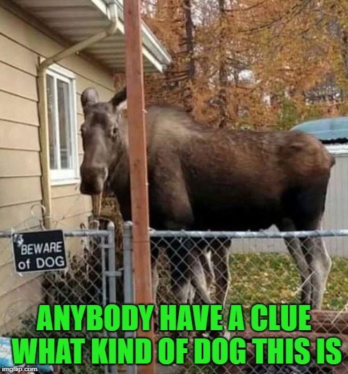 It must cost a fortune to feed him!!! | ANYBODY HAVE A CLUE WHAT KIND OF DOG THIS IS | image tagged in beware of dog,memes,funny signs,funny,dogs,animals | made w/ Imgflip meme maker