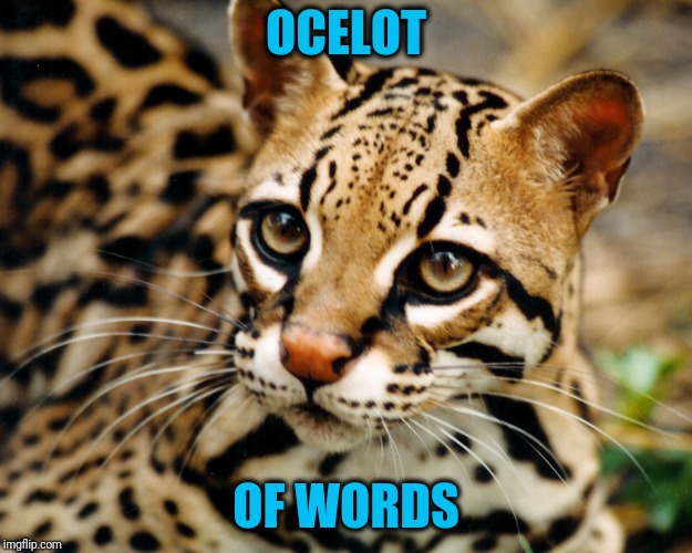 Obvious Ocelot | OCELOT OF WORDS | image tagged in obvious ocelot | made w/ Imgflip meme maker