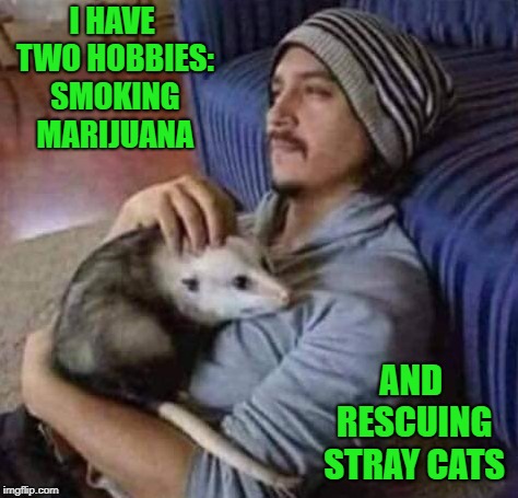 Be good to the animals!!! | I HAVE TWO HOBBIES: SMOKING MARIJUANA; AND RESCUING STRAY CATS | image tagged in man with possum,memes,stray cats,funny,marijuana,hobbies | made w/ Imgflip meme maker