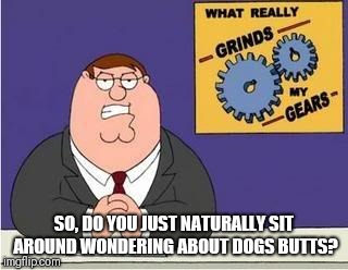SO, DO YOU JUST NATURALLY SIT AROUND WONDERING ABOUT DOGS BUTTS? | image tagged in you know what grinds my gears | made w/ Imgflip meme maker