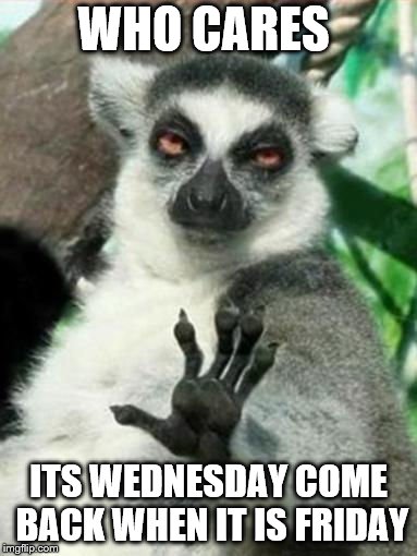 wednesday | WHO CARES; ITS WEDNESDAY COME BACK WHEN IT IS FRIDAY | image tagged in whoa lemur,who cares,funny,funny animals,wednesday,funny memes | made w/ Imgflip meme maker