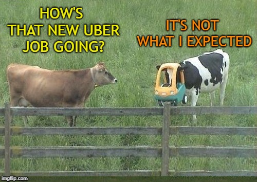 Side Job | IT'S NOT WHAT I EXPECTED; HOW'S THAT NEW UBER JOB GOING? | image tagged in funny memes,memes,cow,animals,uber,taxi driver | made w/ Imgflip meme maker