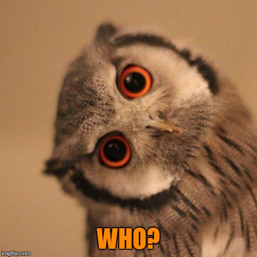 inquisitve owl | WHO? | image tagged in inquisitve owl | made w/ Imgflip meme maker