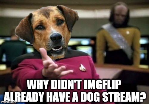 WHY DIDN'T IMGFLIP ALREADY HAVE A DOG STREAM? | made w/ Imgflip meme maker