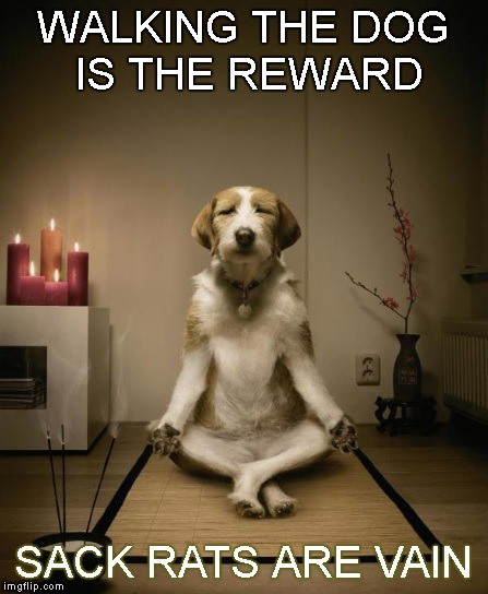 Dogfucius say | WALKING THE DOG IS THE REWARD; SACK RATS ARE VAIN | image tagged in zen dog,memes,confucius say,dog walking | made w/ Imgflip meme maker