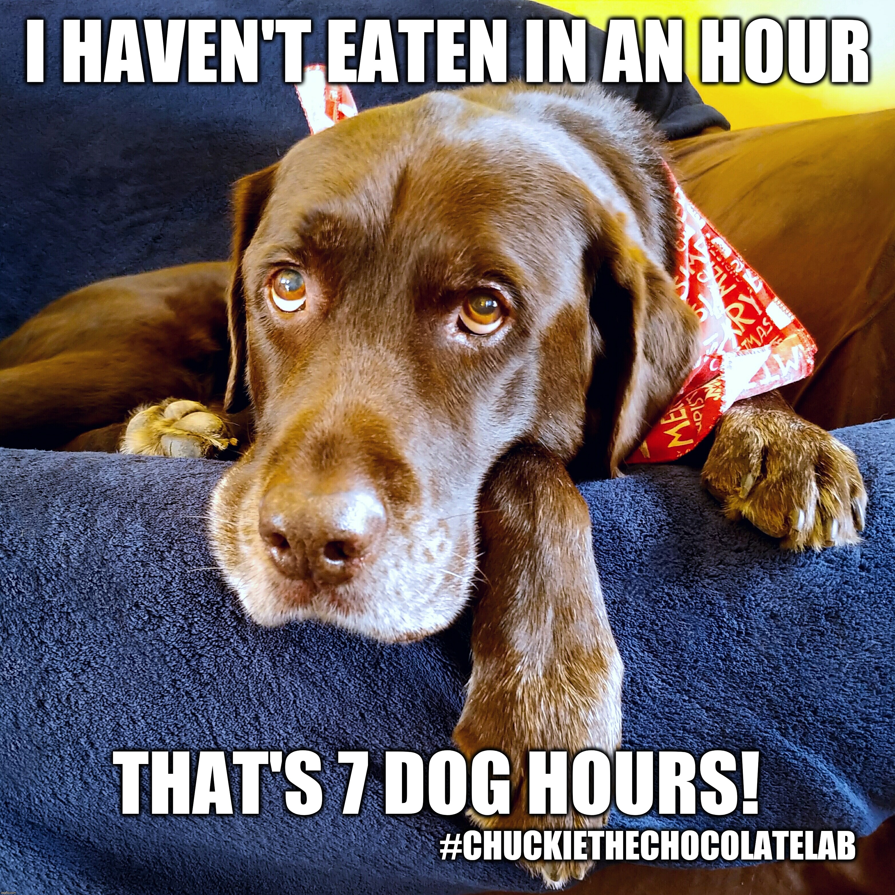 I haven't eaten in an hour | I HAVEN'T EATEN IN AN HOUR; THAT'S 7 DOG HOURS! #CHUCKIETHECHOCOLATELAB | image tagged in chuckie the chocolate lab,hungry,funny,dogs,memes,dog hours | made w/ Imgflip meme maker