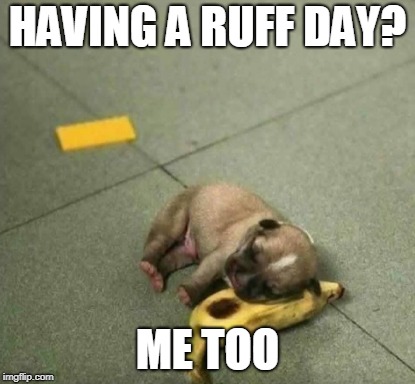 HAVING A BAD DAY | HAVING A RUFF DAY? ME TOO | image tagged in puppy,cute puppy,bad day,banana | made w/ Imgflip meme maker