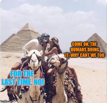 Perfect Picture Lol | COME ON, THE HUMANS DOING IT, WHY CANT WE TOO; FOR THE LAST TIME, NO! | image tagged in perfectly timed photo,camel,lol,kissing,no,funny picture | made w/ Imgflip meme maker