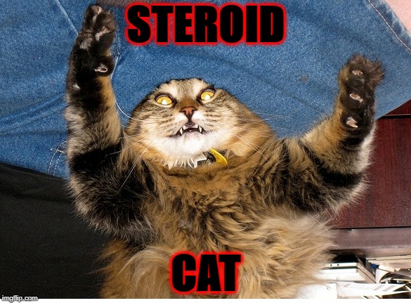 STEROID; CAT | image tagged in steroids | made w/ Imgflip meme maker