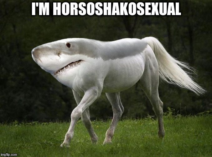 Horse shark | I'M HORSOSHAKOSEXUAL | image tagged in horse shark | made w/ Imgflip meme maker